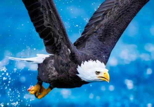 Las Cenizas de Águila Justiciera Vuelvo con Mas Fuerza a Salvar la REPUBLICA @hcapriles PRESIDENTE