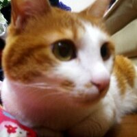 あき (@akizm1215) Twitter profile photo