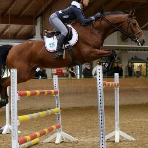 Annoyinghorse's profile picture. all i do is win.