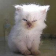 MurdererKitty Profile Picture