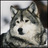 nozhivilki's profile image