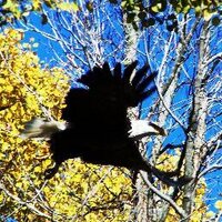 dan mccloskey (@oldmandan62) 's Twitter Profile