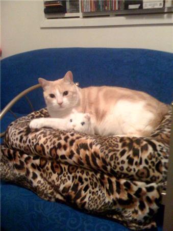 Prince_Cat's profile picture. In love with @ChoupettesDiary