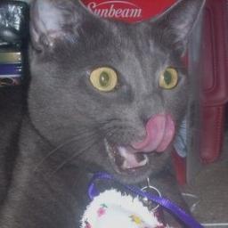 ImElvisTheCat's profile picture. Spoiled Russian Blue feline, Elvis Presley aficionado, cat nip addict, bird watcher, literal scaredy cat of loud noises (who snores), but my human loves me.