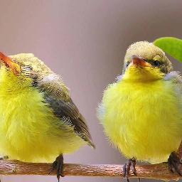Rajshahi. Bangladesh