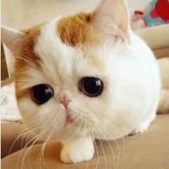 最高位戦日本プロ麻雀協会中国本部の陈林です/ 天鳳ID：杏杏、正確の毎一打、純特呆/ 雀魂ID：天才麻将杏杏（最初の雀圣+三四麻W魂天）