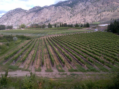 Village_Wines's profile picture. We are the original BC VQA wine store in the Lower Mainland.  We are located in North Vancouver