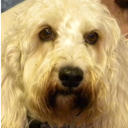 s_and_rins's profile picture. I'm the lovable mascot for S & R Insurance Services, Inc. Come by and see me and my girls for all of your insurance needs.