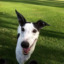 Michelle Cecil - @katinamoo - Twitter