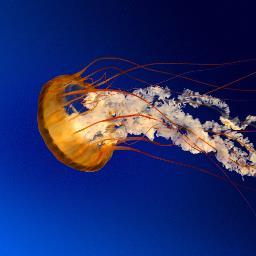 VicenteCC's profile picture. 