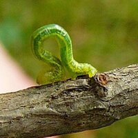 Winthrop Worms (@winthropworms) 's Twitter Profile Photo