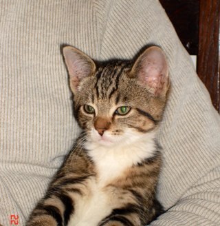 wife, mother to 3 young people, 3 cats and 2 hens.