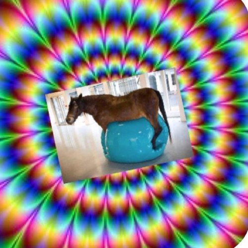 commontumblrer's profile picture. I ship larry like a package