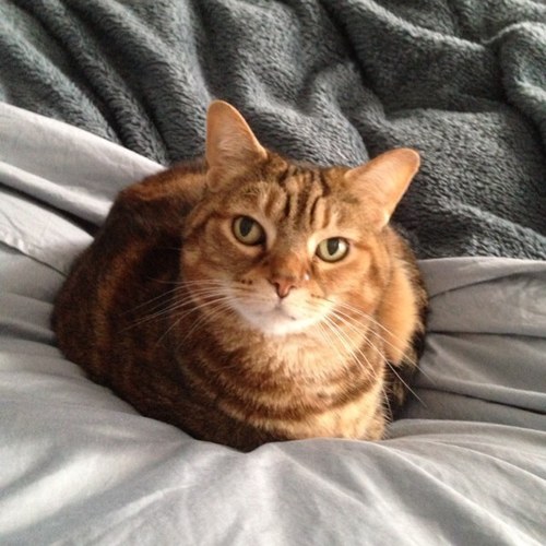 I'm a retail goddess who is into travel, photography and all things hockey.  Mom to 2 beautiful cats.