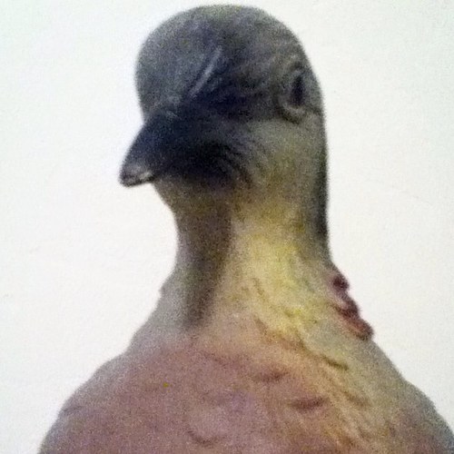 Just a bird. I party hard with the hottest celebs. Single lady birds hit me up! im also a thug gangsta with steller street cred. YO!