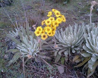 ereyval's profile picture. ... En la Trinidad del Cielo y la Tierra! ...Chispa Divina en Alma y Densidad