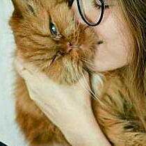 { Parody / RP } Half-kneazle, fluffy, ginger. In short- I'm awesome.