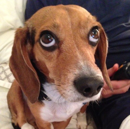 nclegalbeagle's profile picture. 