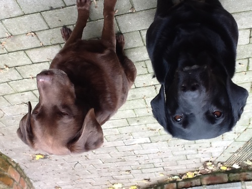 2 middle aged Labradors, like eating, sleeping, walking and farting