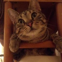 I'm a cat.