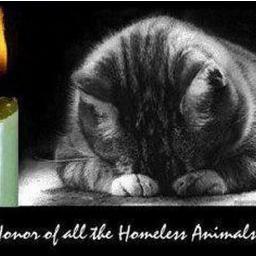 Paw Town Cats Rescue is a forever home for all forgotten street cats an kittens. =^..^=
