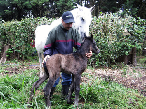 HorseTrekMV's profile picture. Horse Trek Monteverde - a small horseback riding establishment located in the cloud forests of Monteverde Costa Rica. Horse tours from 2.5 hours to 8 day rides