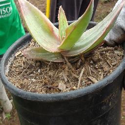 myohsogreenlife's profile picture. Green Living tips, eco-friendly product reviews and giveaways, Eco Issues and Healthy Recipes.