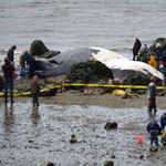 deadburienwhale's profile picture. I'm just another dead, 65-foot fin whale. I washed ashore on Burien's Seahurst Park Beach on April 13, 2013, likely killed by a ship's propeller. Sigh.