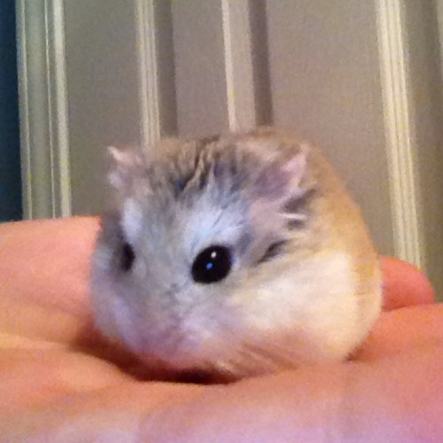 My hamster sits on stuff.