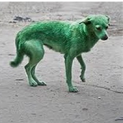 Eterno perro verde...