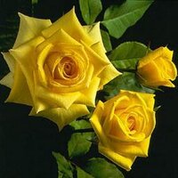 Luz Mar (@flordenaranjo2) 's Twitter Profile