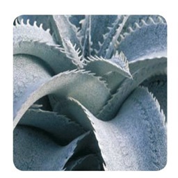 CactusCreative1's profile picture. Cactus is a full service, creative-based advertising agency.