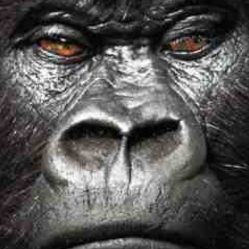 McMurrayAaron's profile picture. 