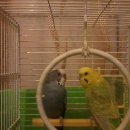 _rodicatoader's profile picture. 