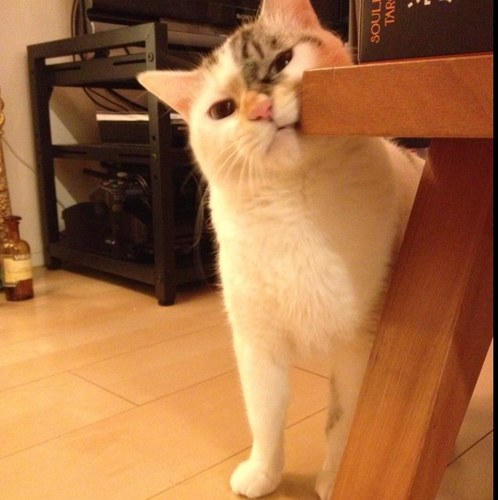 asamikubo's profile picture. random overtweeter