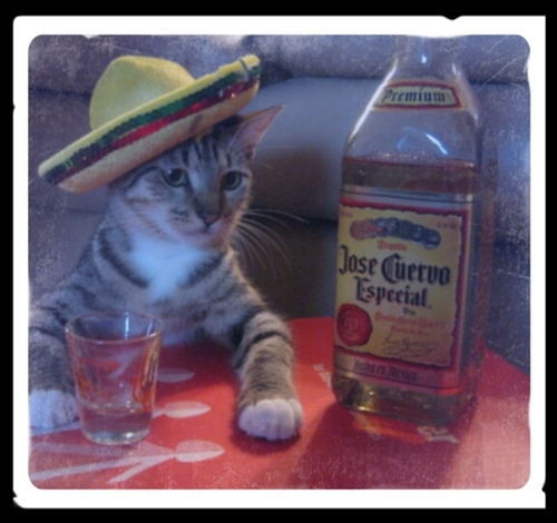 julia527's profile picture. 