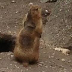 AmysDwarf's profile picture. Underground EvHamster assigned to secretly recording, categorizing and storing Whisper recordings.