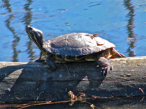 Urban sprawl is not what we need in Nanaimo. Why build housing developments over marshlands & forests in Linley Valley West? 
Facebook: http://t.co/uuyAgEQxk0