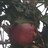 chiara_frig's profile image