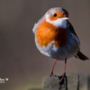 Lesley Norton - @norton_lesley - Twitter