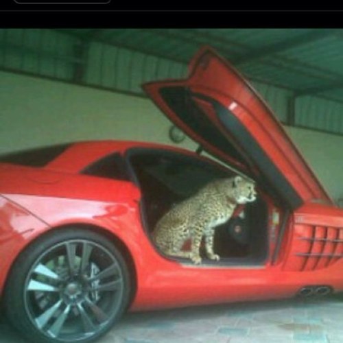 Buy & sell cars & export the cars to all of countries -/ dealer.cars-usa@outlook.com
