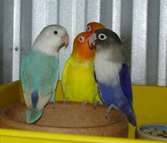 kicaumania_bdg's profile picture. Salam kicau mania