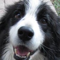 Col Beer 🇺🇦 (@beerc) 's Twitter Profile