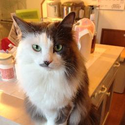 パソコンの修理屋さんです。猫フリークです。何せMeisterの誕生日はネコの日ですから。 個人的にお気に入りのリツートが主です。