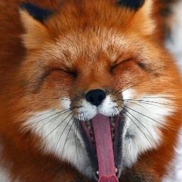 foxpopdublin's profile picture. Dublin fox watch. Please tweet fox sightings anywhere between the canals on the north and south sides of the river. Name, date, time, location, picture. Thanks!