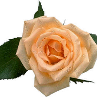 BHARAT SHARMA (@gha_wellness) 's Twitter Profile