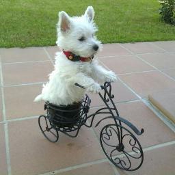 Mascotas en Bici