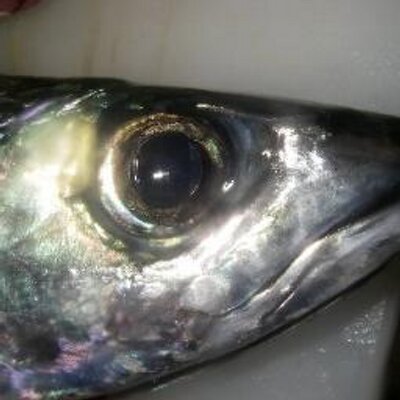 鯖に寄生虫 マイクラ Sabanikiseichu Twitter 鯖に寄生虫 マイクラ Sabanikiseichu Twitter