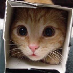 Un Petit Chat Meowpetitchat Twitter Un Petit Chat Meowpetitchat Twitter