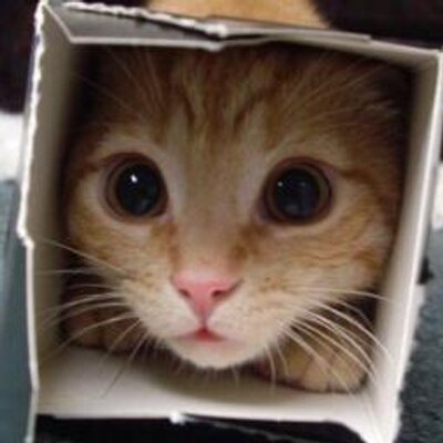 Un Petit Chat Meowpetitchat Twitter Un Petit Chat Meowpetitchat Twitter